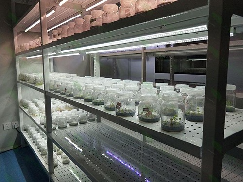 内蒙古植物组织培养实验室设计建设方案